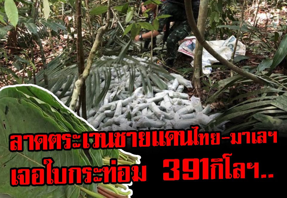 กกล.เทพสตรี ยึดใบพืชกระท่อม ได้กว่า 391 กก.