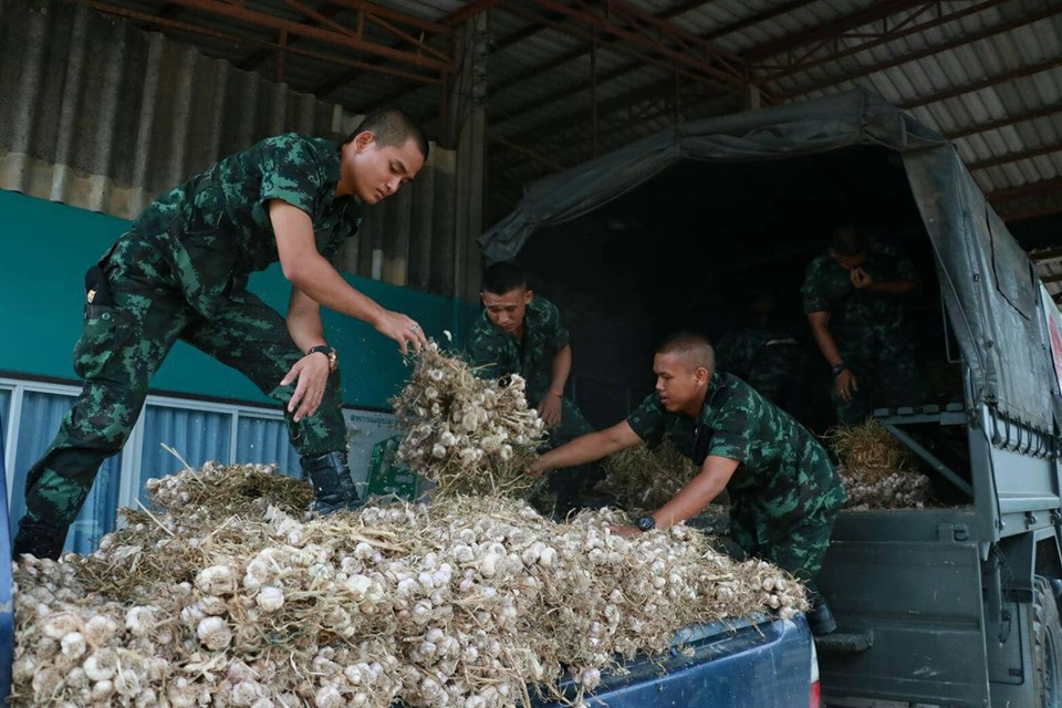 กองทัพ รับซื้อกระเทียมช่วยชาวบ้าน อ.ฝาง จ.เชียงใหม่ ตามนโยบายผู้บัญชาการทหารบก ก่อนนำขายราคาต้นทุนให้กับ ปชช. The army buys garlics from local farmers by espousing the policy of RTA Commander in Chief, before sells them to public at cost price.