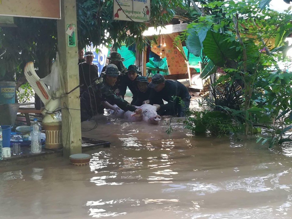 "พาหมูว่ายน้ำ" จนท.ทหาร นำยานพาหนะเข้าช่วยเหลือราษฎรผู้ประสบภัยในขนย้ายหมูที่เลี้ยงไว้กว่า 80 ตัว “Soldiers helped pigs swim through flood.”