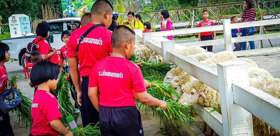 “เยาวชนนักเรียนจาก รร.บ้านหนองนมวัว เข้าเยี่ยมชมฟาร์มแกะทหารช่าง (engineer sheep farm )” Students from Bannongnomwoa school visited a military engineer sheep farm in Nakhonsawan province.