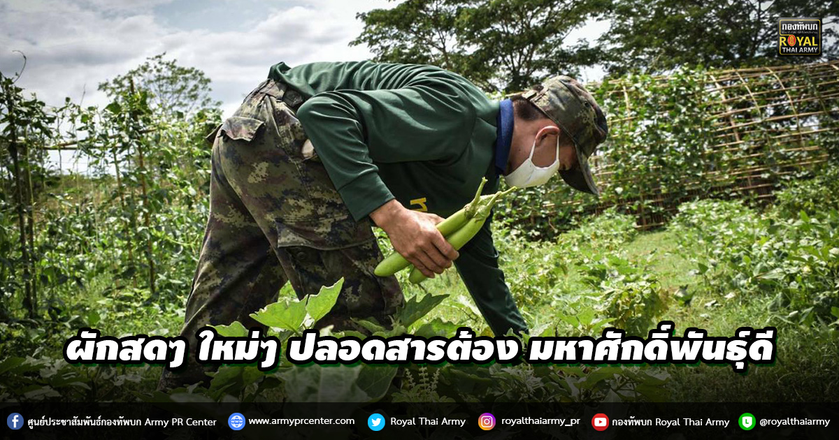  ผักสดๆ ใหม่ๆ ปลอดสารต้อง มหาศักดิ์พันธุ์ดี โดย “โครงการทหารพันธ์ุดี”