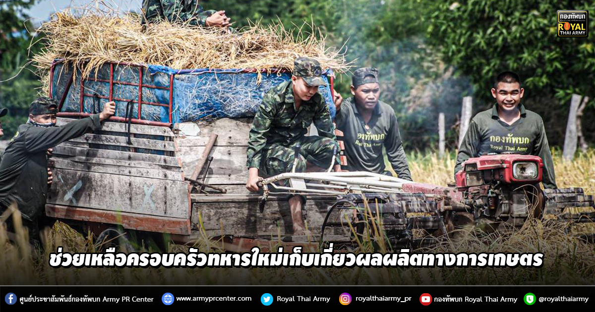 กองพันทหารราบที่ 2 จัดกำลังพลช่วยเหลือครอบครัวทหารใหม่เก็บเกี่ยวผลผลิตทางการเกษตร