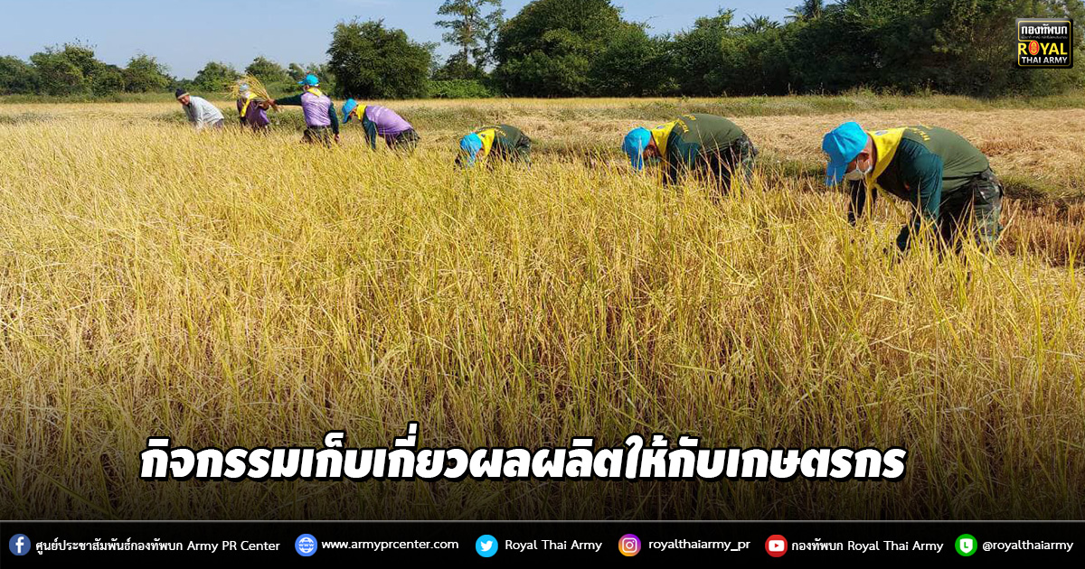 กิจกรรมเก็บเกี่ยวผลผลิตข้าวเปลือกเจ้า ให้กับเกษตรกร