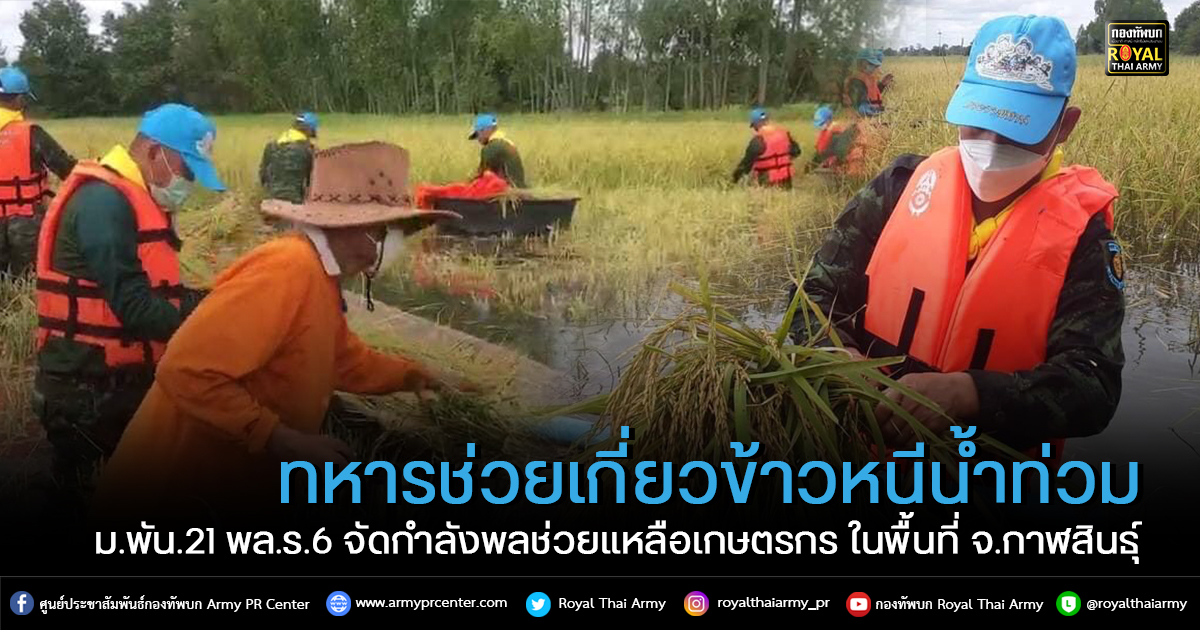 ทหารช่วยเกี่ยวข้าวหนีน้ำท่วม ทหารช่วยเกี่ยวข้าวหนีน้ำท่วม
